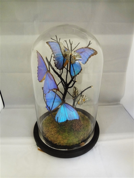 "Flutter by Katie" Butterfly Glass Domed Sculpture