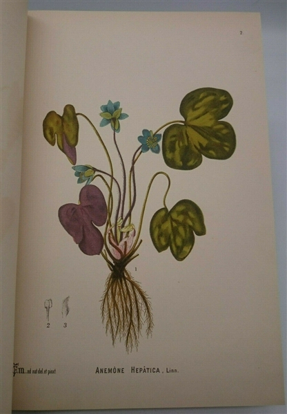 1892 Medicinal Plants 2 Vol Millspaugh 180 Full Page Color Plate Engravings