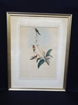 John Gould Ornithology Hummingbird Lithograph Matted and Framed