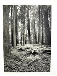 Clyde Butcher Special Edition Oversize Photograph "Pepperwood #6" 1996