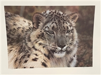 Carl Brenders "Snow Leopard Portrait" Signed and Numbered Lithograph