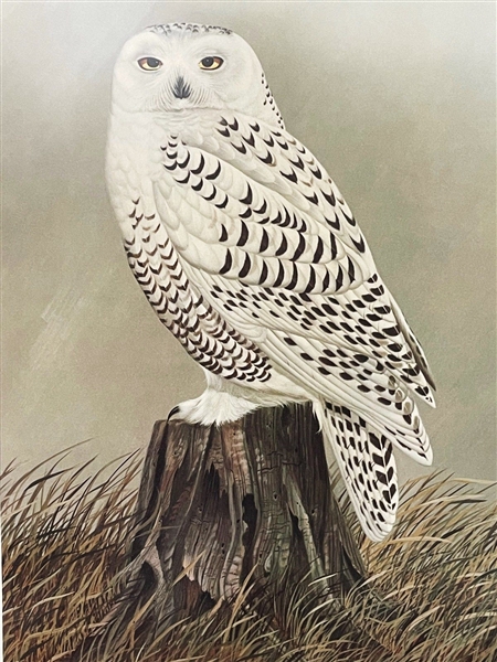 Snowy Owl John Ruthven Lithograph
