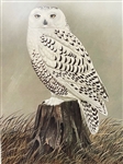 "Snowy Owl" John Ruthven Lithograph