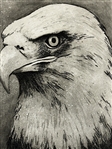 George Engle Eagle Etching