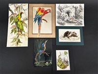 Group of Bird Paintings