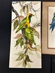 Group of Bird Paintings