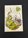 Group of Bird Paintings