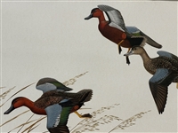 William Zimmerman Lithograph Wood Ducks
