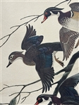 John Ruthven Lithograph Wood Ducks