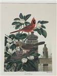 (2) John Ruthven Signed Lithographs Cardinals, Cardinals III