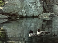 Robert Bateman S/N Lithograph Northern Reflections Loons