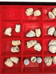 Tray of Civil War Bullets
