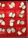Tray of Civil War Bullets