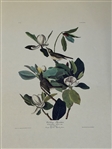 (3) Audubon Prints: Wood Pewee, Warbliing Flycatcher, American Snipe