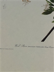 (3) Audubon Prints: Wood Pewee, Warbliing Flycatcher, American Snipe