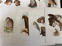 Group of 1878 Chromolithograph Pages of Birds