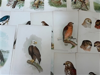 Group of 1878 Chromolithograph Pages of Birds