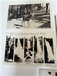 200+ Real Photo Postcards