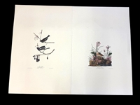 Pair Audubon Prints: Yellow Winged Sparrow, Snow Bird