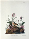 Pair Audubon Prints: Yellow Winged Sparrow, Snow Bird