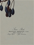Pair Audubon Prints: Yellow Winged Sparrow, Snow Bird
