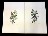 Pair Audubon Prints: Canada Warbler, Black Poll Warbler