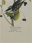 Pair Audubon Prints: Canada Warbler, Black Poll Warbler