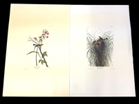 Pair Audubon Prints: Nuttalls Marsh Wren, Blackburnian Warbler