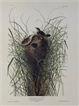 Pair Audubon Prints: Nuttalls Marsh Wren, Blackburnian Warbler