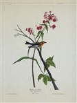 Pair Audubon Prints: Nuttalls Marsh Wren, Blackburnian Warbler