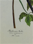 Pair Audubon Prints: Nuttalls Marsh Wren, Blackburnian Warbler