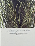 Pair Audubon Prints: Nuttalls Marsh Wren, Blackburnian Warbler