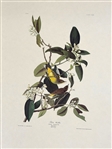 Pair Audubon Prints: Mtn. Mockingbird/Varied Thrush, Palm Warbler