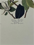 Pair Audubon Prints: Mtn. Mockingbird/Varied Thrush, Palm Warbler