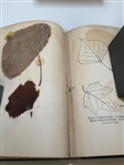 The Leaf Collectors Handbook by Charles Newhall 1902 With 100 Year+ Leaves
