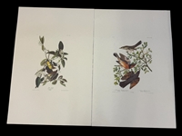 Pair Audubon Prints: Mtn. Mockingbird/Varied Thrush, Palm Warbler