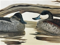John Ruthven Lithograph Ruddy Ducks